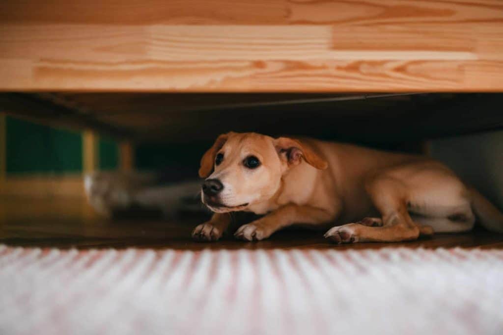 Understanding Pet Anxiety: Causes, Signs, and How to Help